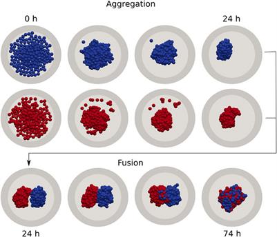Activity-Induced Fluidization and Arrested Coalescence in Fusion of Cellular Aggregates